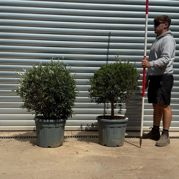 Olive Trees | Olive Tree Balls | 22631 32