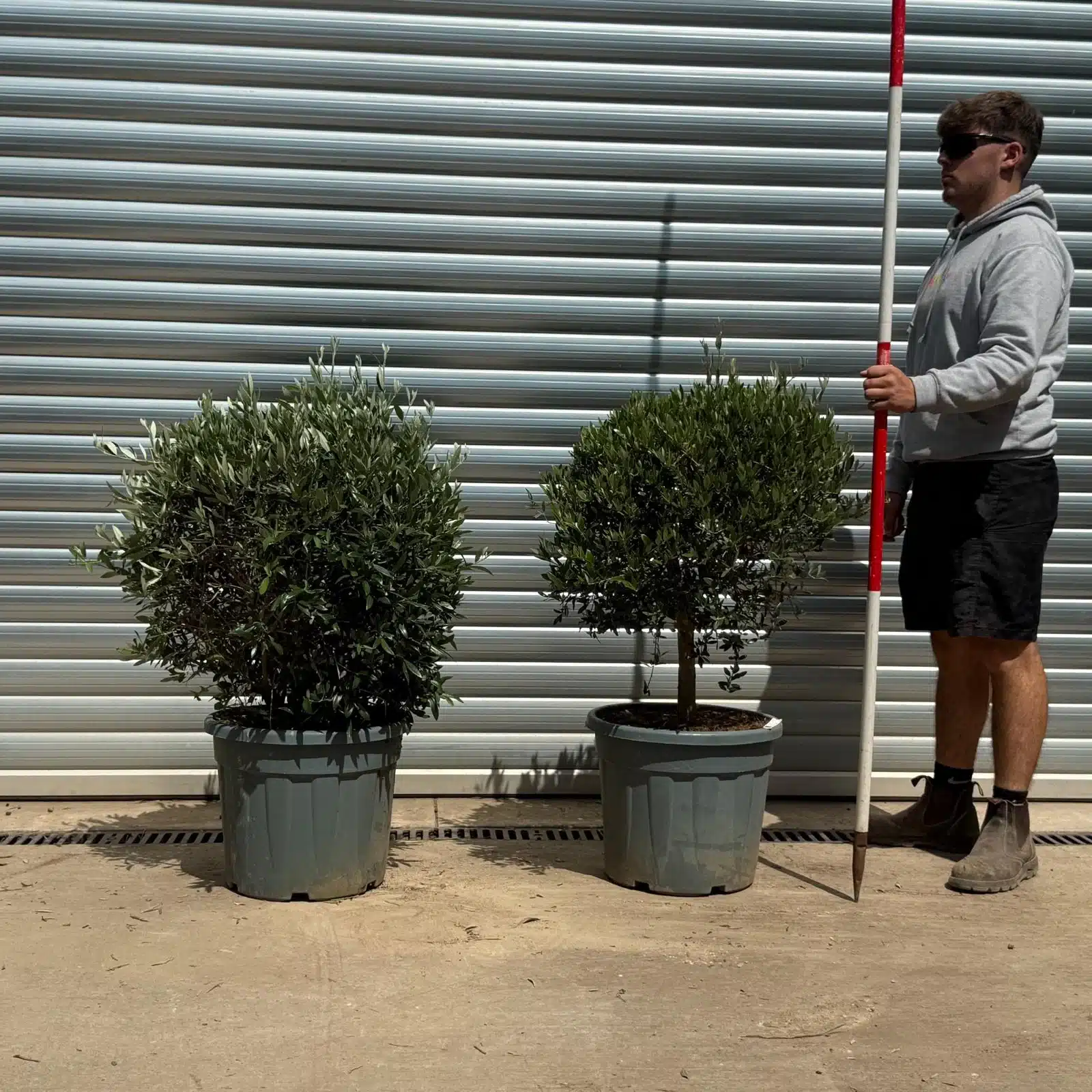 Olive Trees | Olive Tree Balls | 22631 32 1 Olive Trees | Olive Tree Balls | 22631 32
