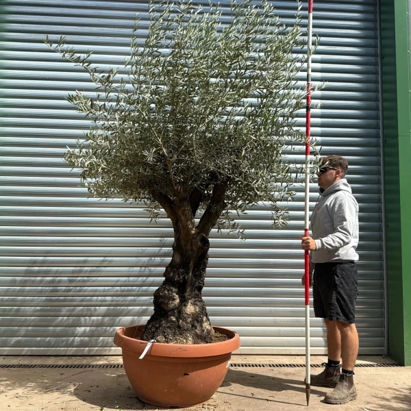 Olive Trees | Branched Olive Trees | 22608