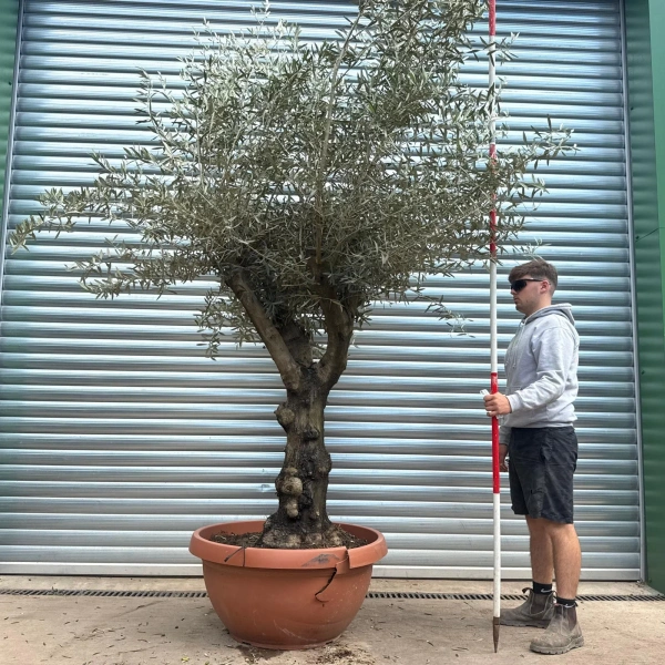 Olive Trees | Branched Olive Trees | 22607