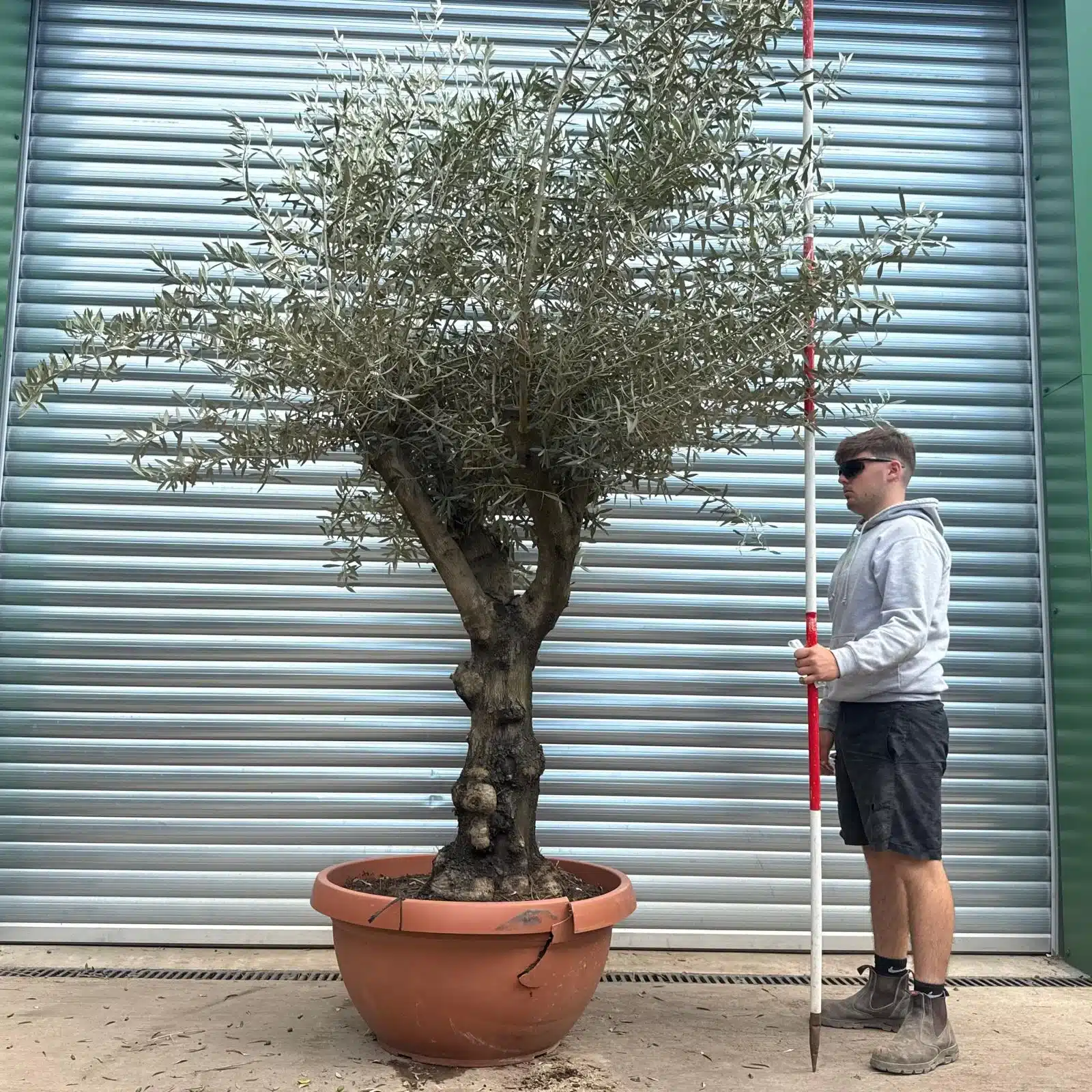Olive Trees | Branched Olive Trees | 22607 1 Olive Trees | Branched Olive Trees | 22607