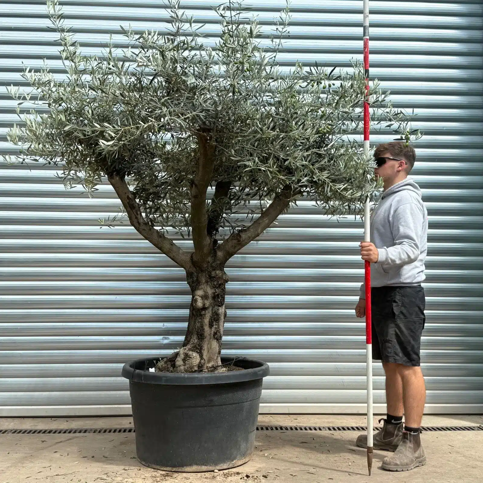 Olive Trees | Branched Olive Trees | 22614 1 Olive Trees | Branched Olive Trees | 22614