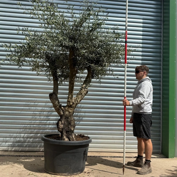 Olive Trees | Branched Olive Trees | 22613