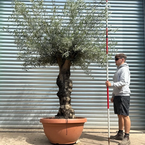 Olive Trees | Branched Olive Trees | 22609