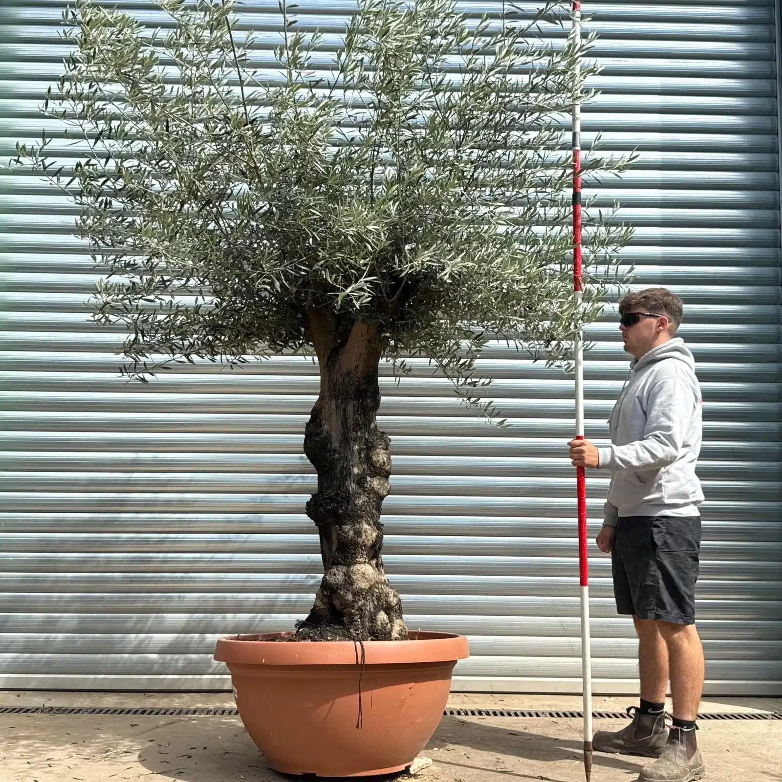 Olive Trees | Branched Olive Trees | 22609 1 Olive Trees | Branched Olive Trees | 22609