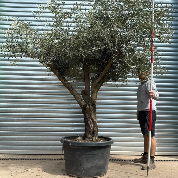 Olive Trees | Branched Olive Trees | 22610
