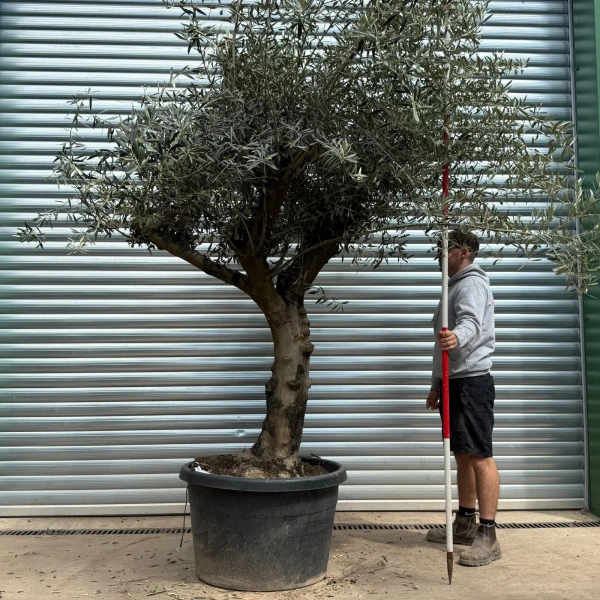 Olive Trees | Branched Olive Trees | 22617