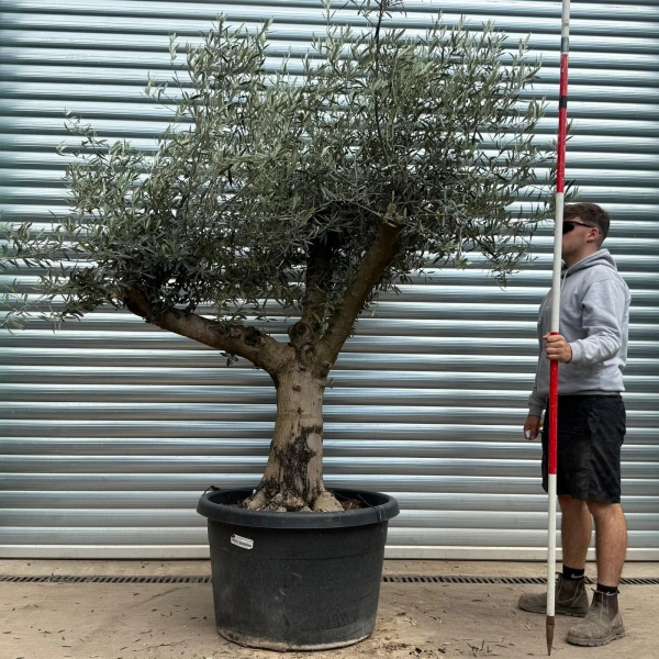 Olive Trees | Branched Olive Trees | 22615