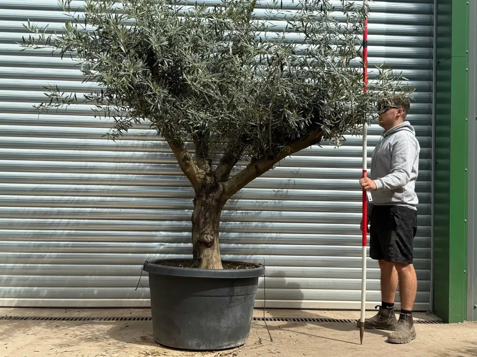 Olive Trees | Branched Olive Trees | 22616 1 Olive Trees | Branched Olive Trees | 22616