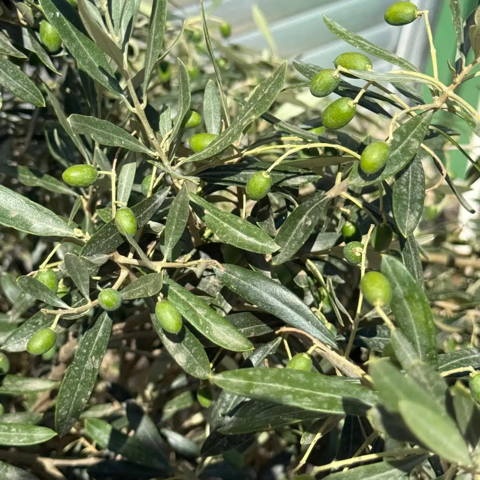 Olive Trees | Shrub Olive Trees | DUO in Fruit - Image 2