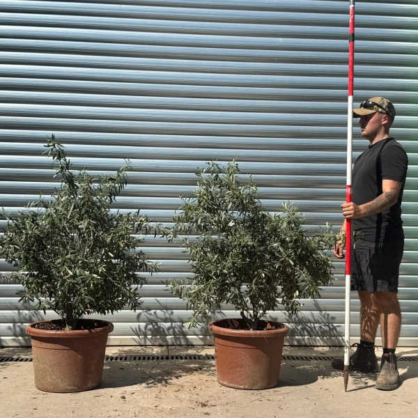Homepage 1 Olive Trees | Shrub Olive Trees | DUO in Fruit