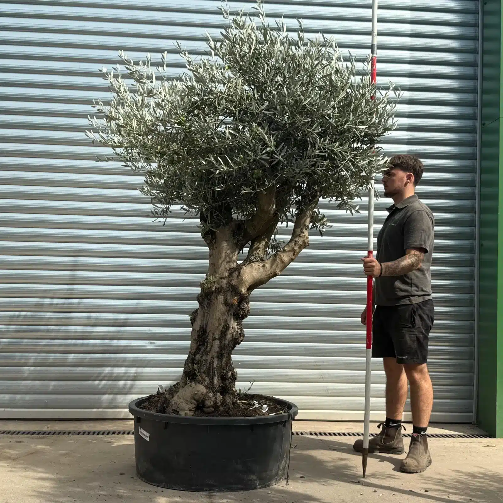 Olive Trees | Gnarly Olive Trees | 21784 1 Olive Trees | Gnarly Olive Trees | 21784