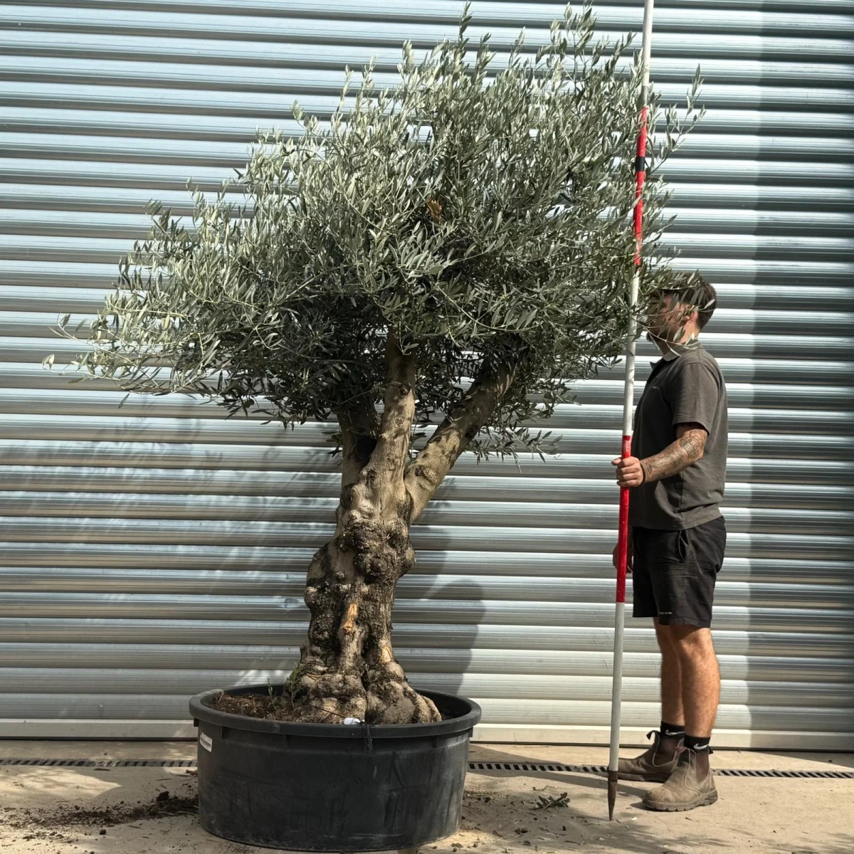 Olive Trees | Gnarly Olive Trees | 21785