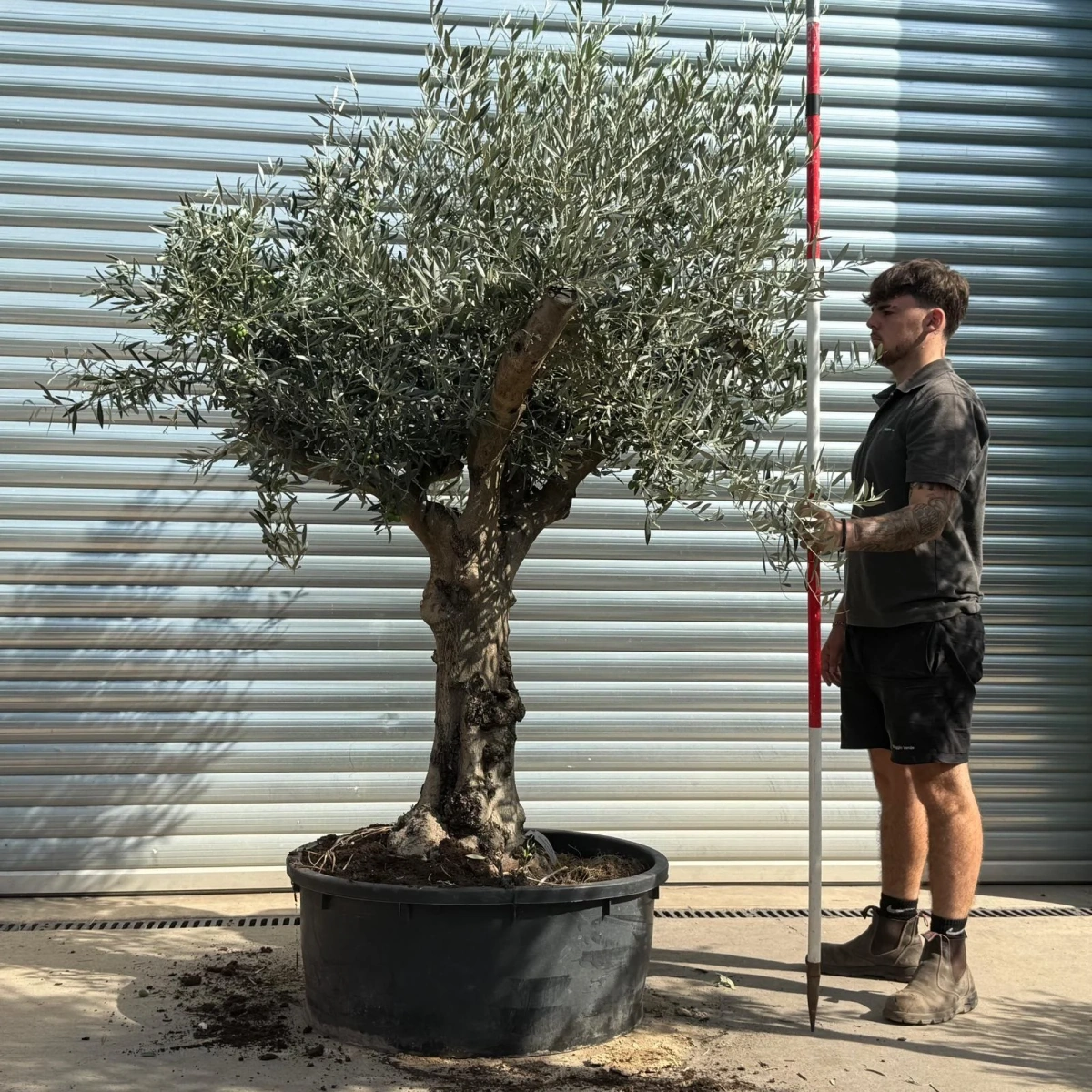 Olive Trees | Gnarly Olive Trees | 21786
