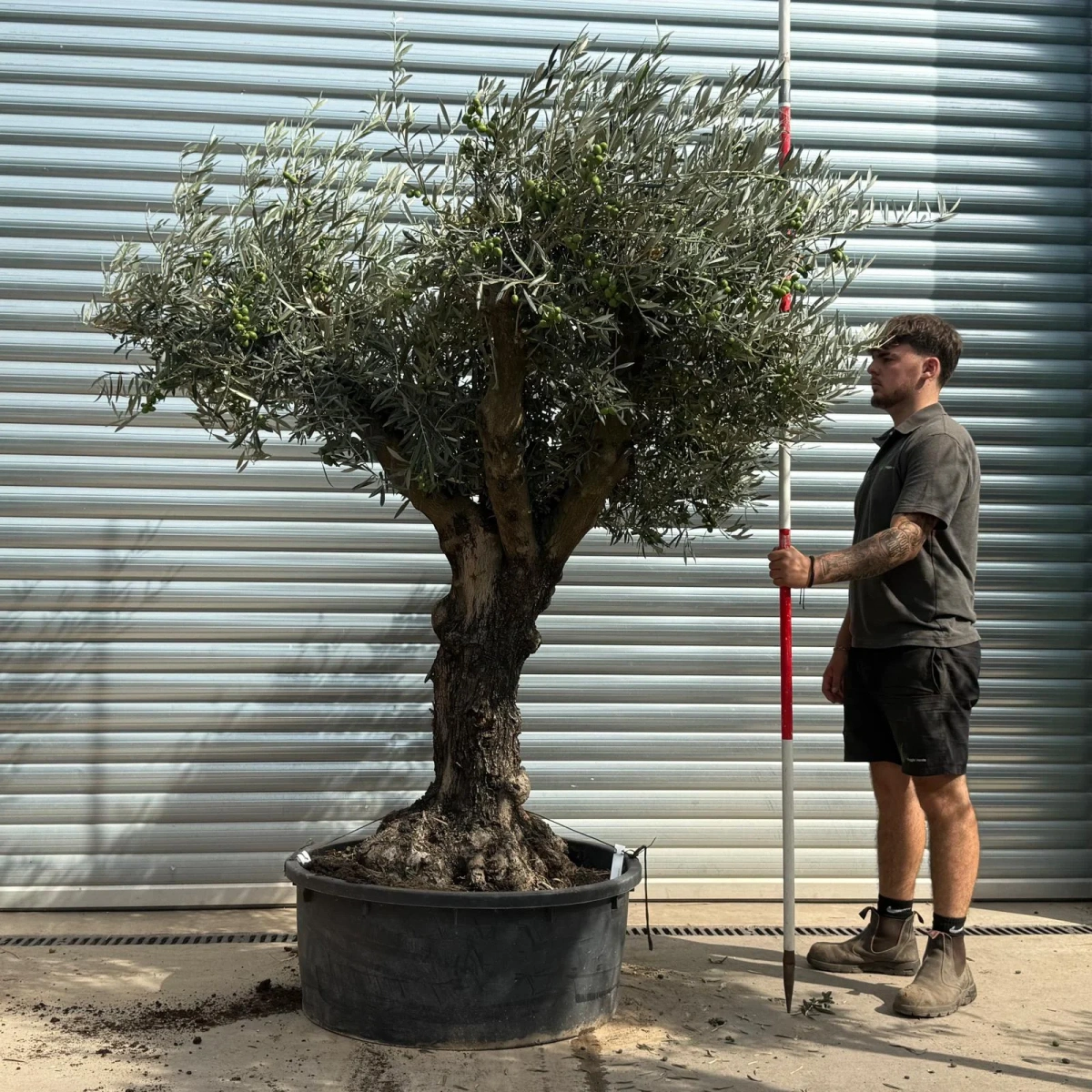 Homepage 1 Olive Trees | Gnarly Olive Trees | 21787