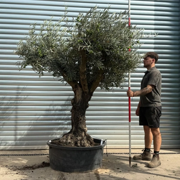 Olive Trees | Gnarly Olive Trees | 21787