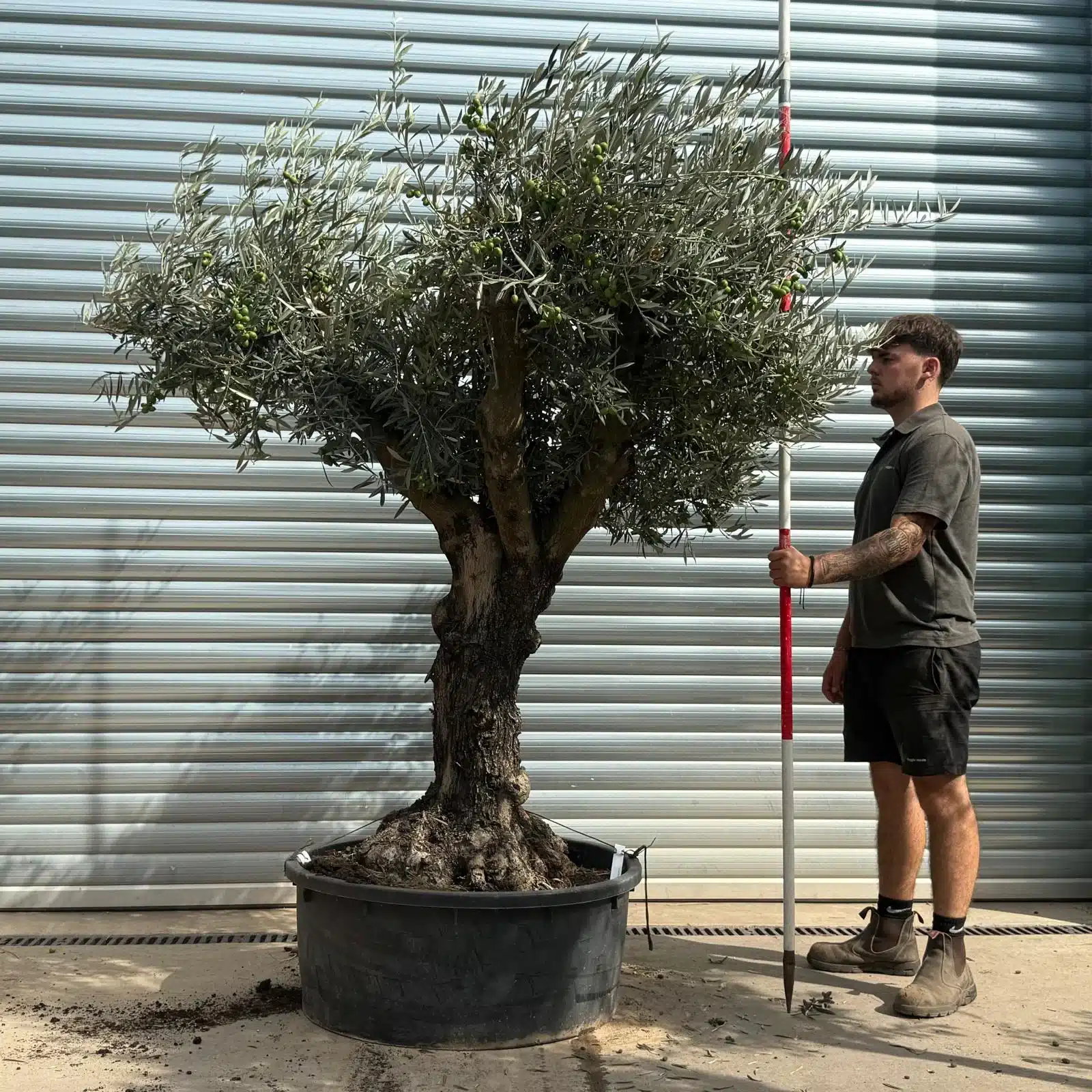 Olive Trees | Gnarly Olive Trees | 21787 1 Olive Trees | Gnarly Olive Trees | 21787