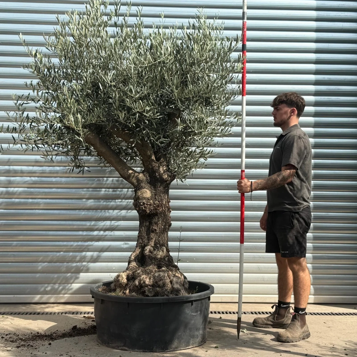 Homepage 2 Olive Trees | Branched Olive Trees | 21788