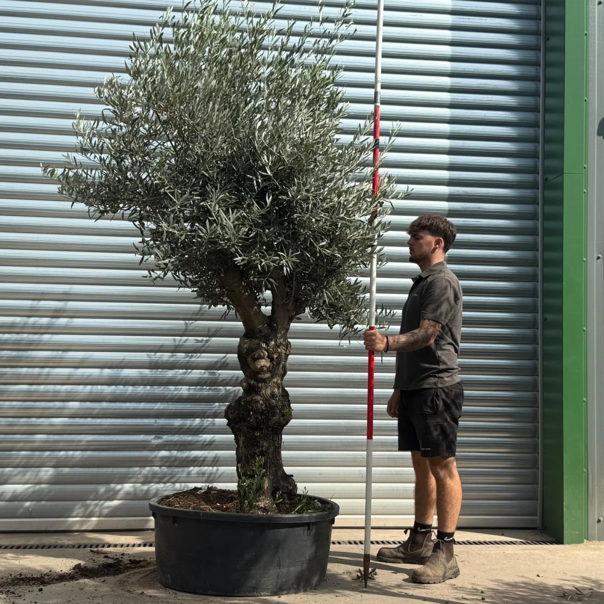 Homepage 3 Olive Trees | Branched Olive Trees | 21789