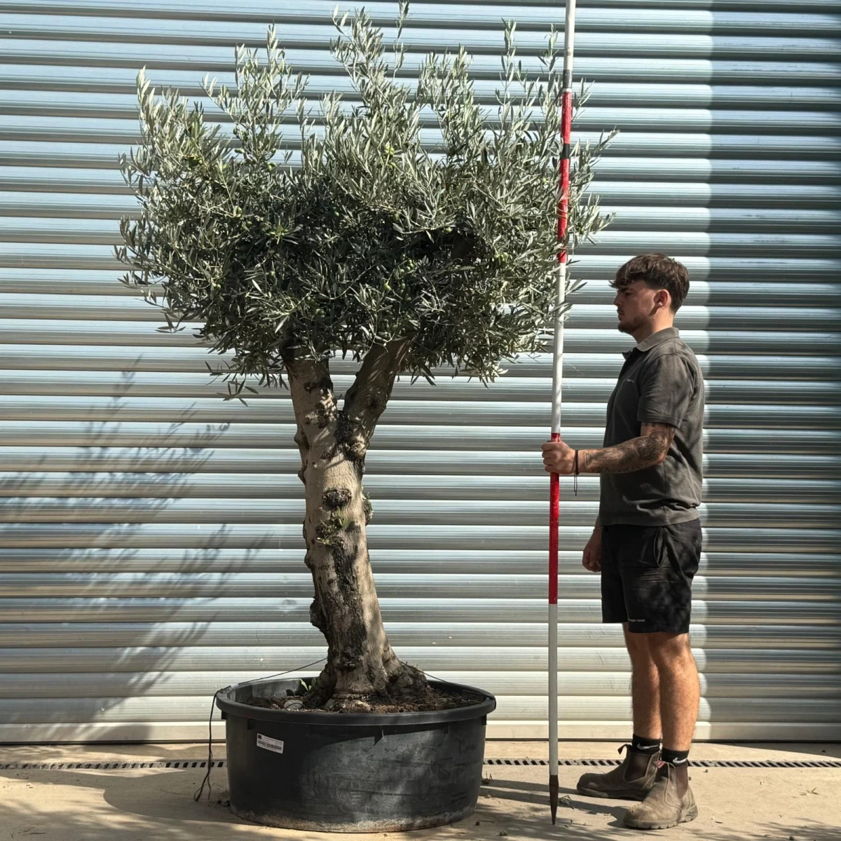 Homepage 4 Olive Trees | Branched Olive Trees | 21790