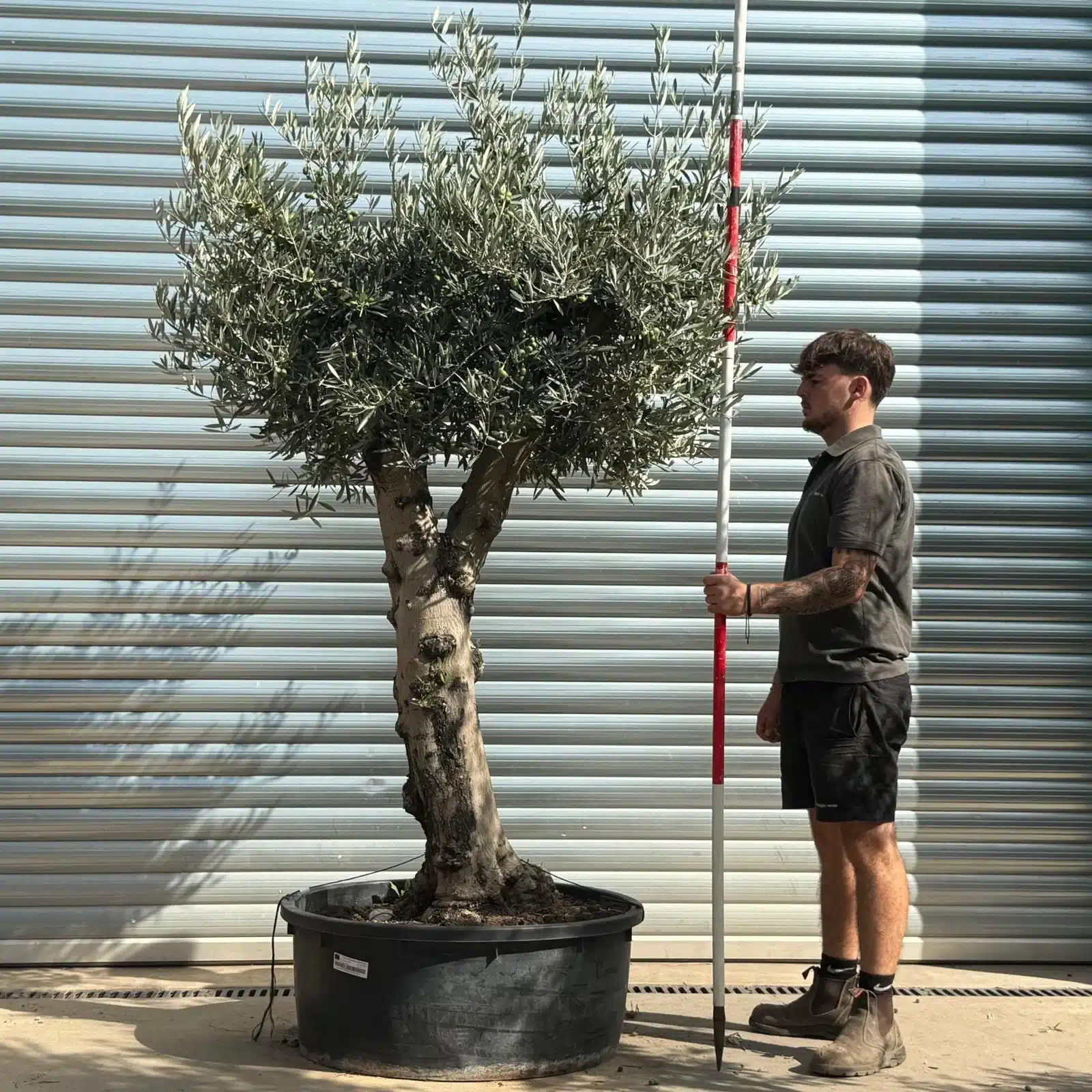 Olive Trees | Branched Olive Trees | 21790 1 Olive Trees | Branched Olive Trees | 21790