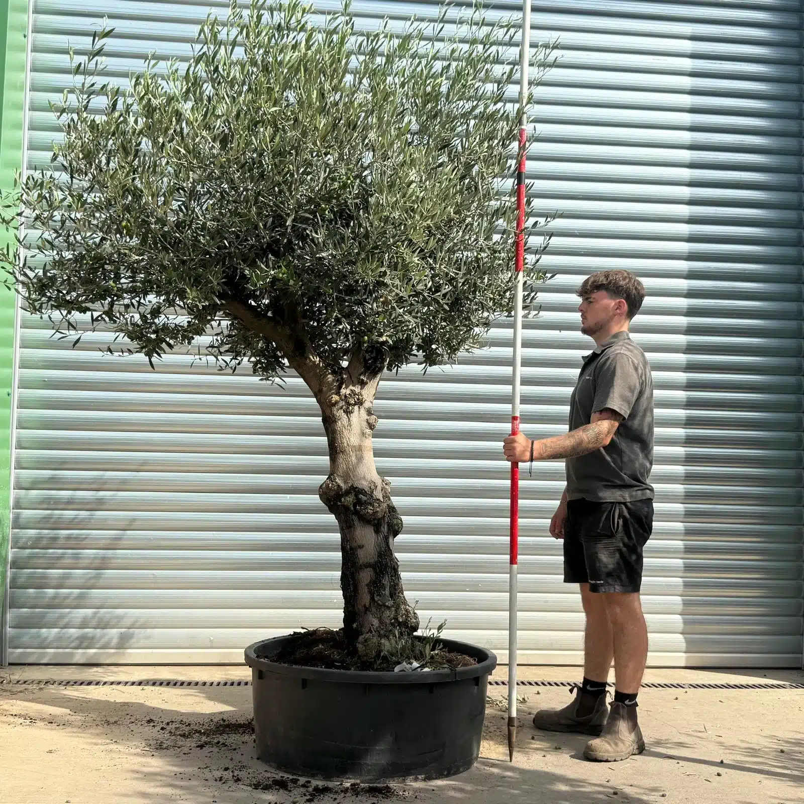 Olive Trees | Branched Olive Trees | 21791 1 Olive Trees | Branched Olive Trees | 21791