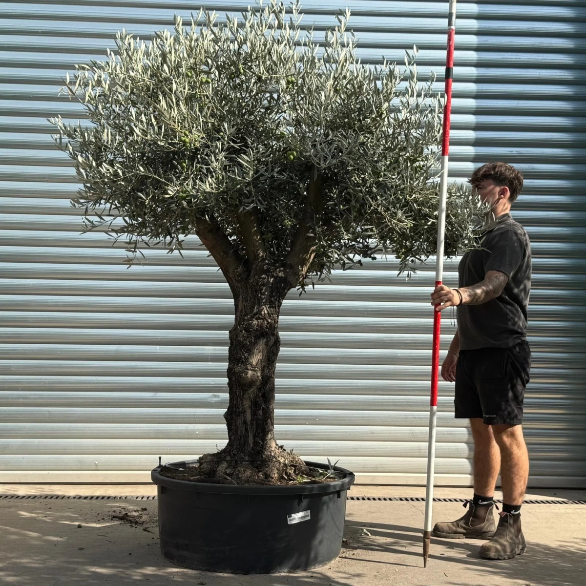 Homepage 6 Olive Trees | Branched Olive Trees | 21792