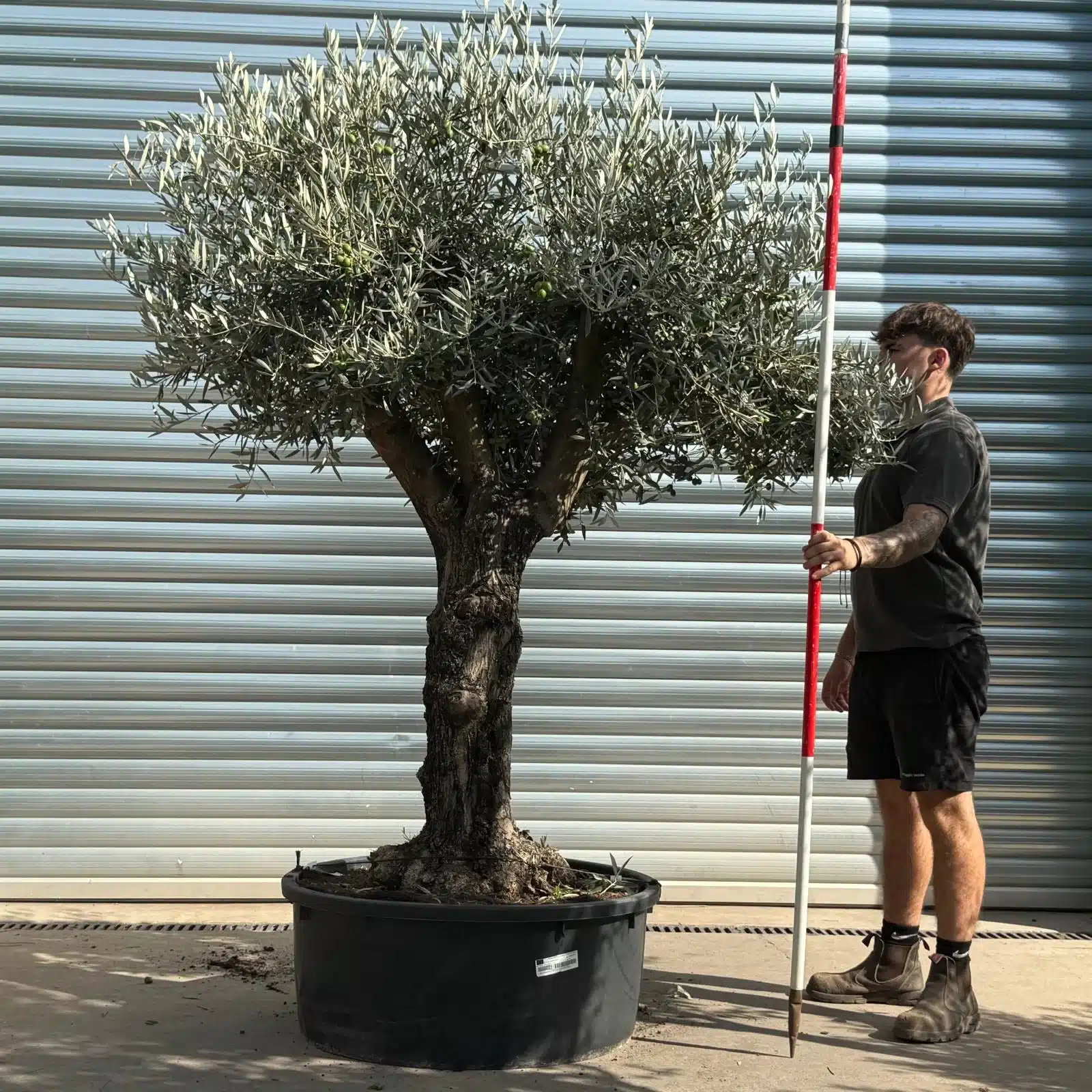 Olive Trees | Branched Olive Trees | 21792 1 Olive Trees | Branched Olive Trees | 21792