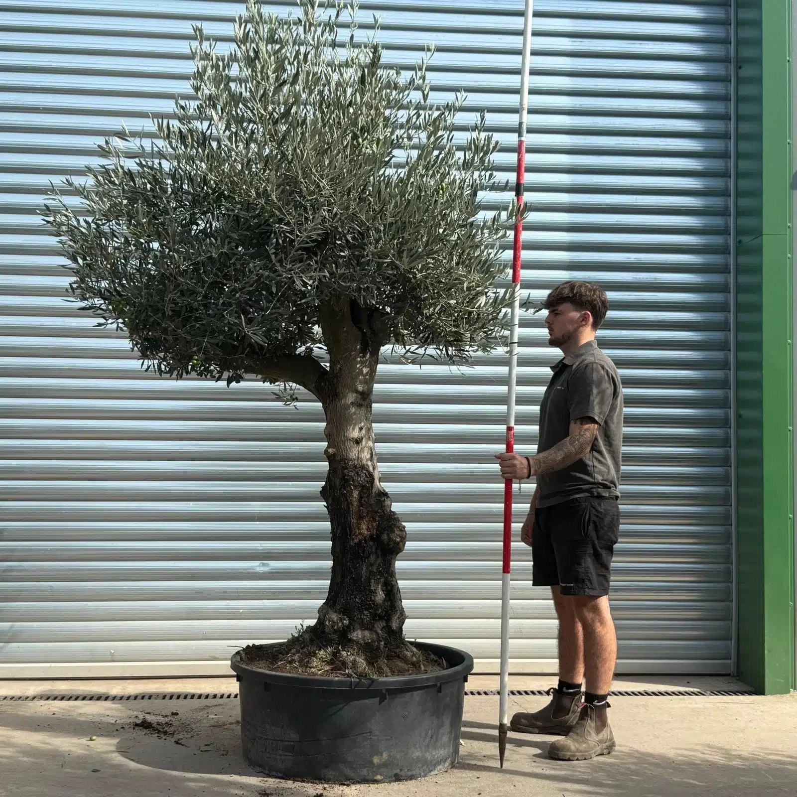 Olive Trees | Branched Olive Trees | 21793 1 Olive Trees | Branched Olive Trees | 21793