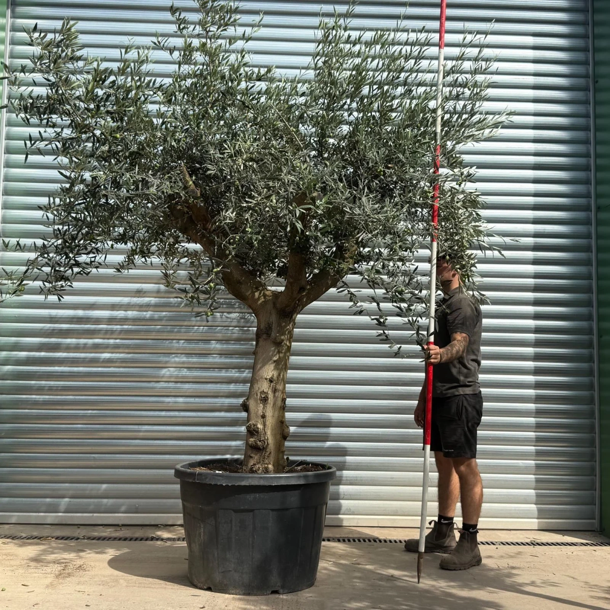 Homepage 2 Olive Trees | Branched Olive Trees | 21794