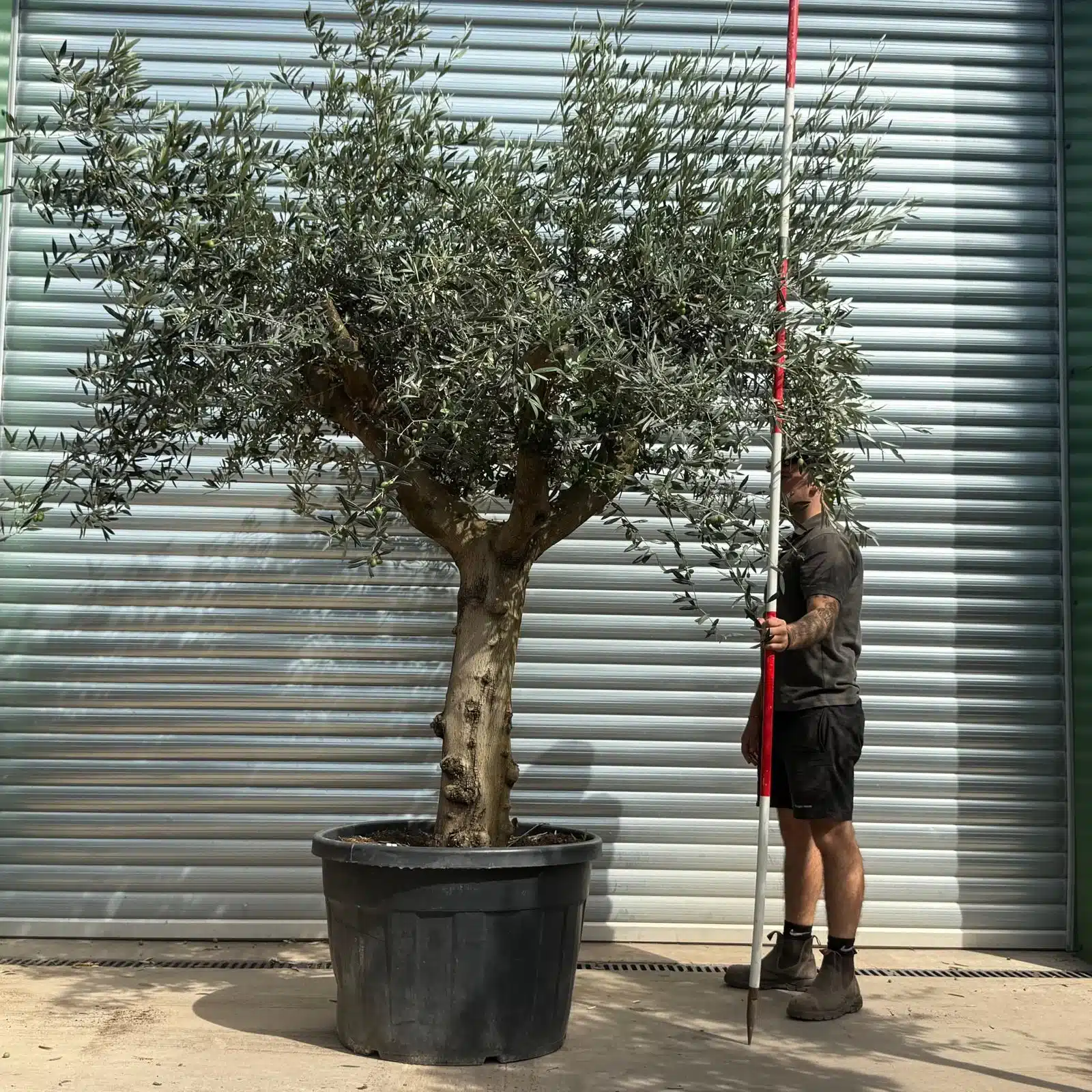Olive Trees | Branched Olive Trees | 21794