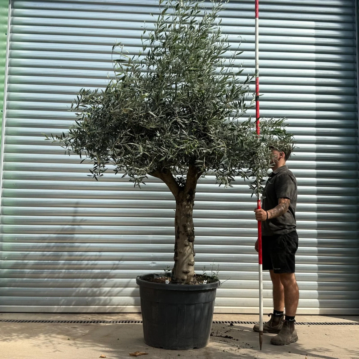 Homepage 3 Olive Trees | Branched Olive Trees | 21795