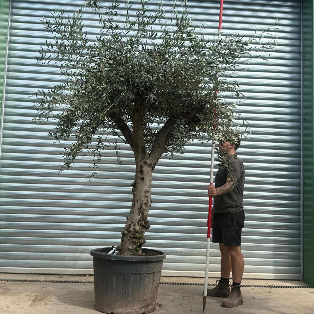Homepage 4 Olive Trees | Branched Olive Trees | 21796