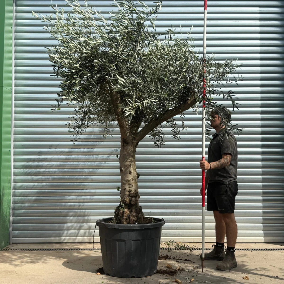 Homepage 5 Olive Trees | Branched Olive Trees | 21797