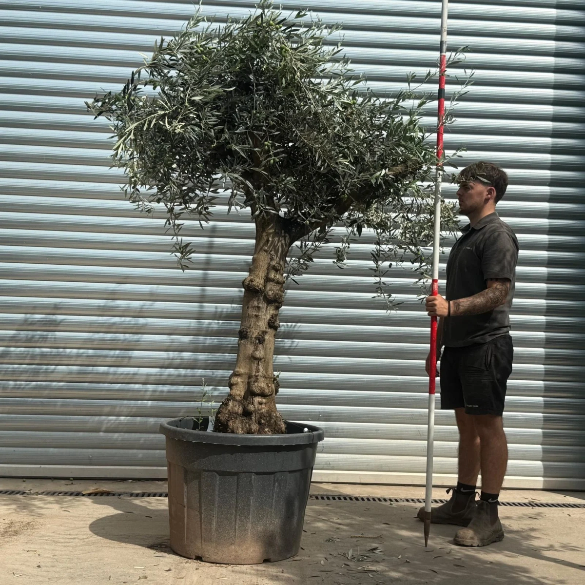 Homepage 6 Olive Trees | Branched Olive Trees | 21798