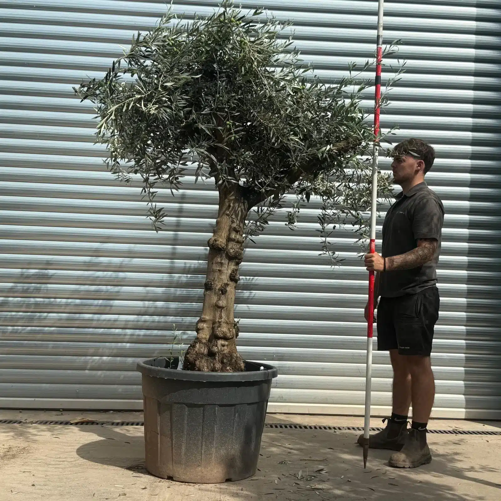 Olive Trees | Branched Olive Trees | 21798 1 Olive Trees | Branched Olive Trees | 21798