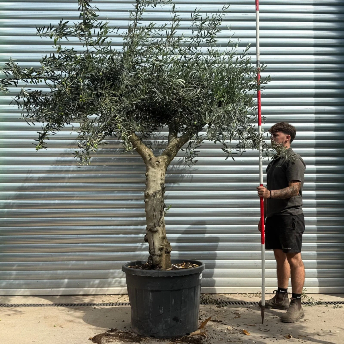 Homepage 7 Olive Trees | Branched Olive Trees | 21799