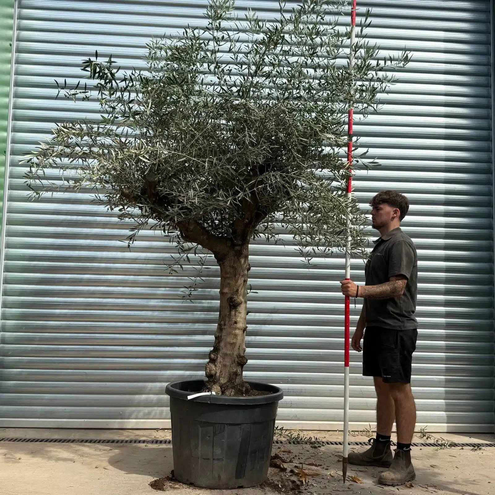 Olive Trees | Branched Olive Trees | 21800 1 Olive Trees | Branched Olive Trees | 21800