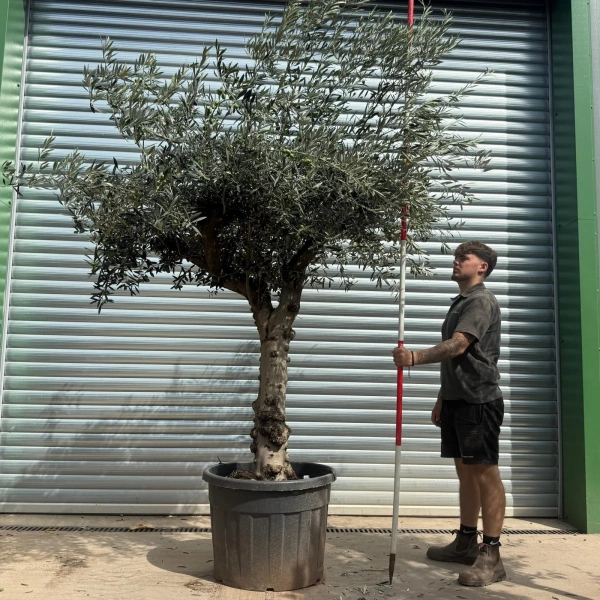 Olive Trees | Branched Olive Trees | 21801