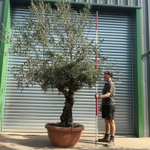 Olive Trees | Branched Olive Trees | 21802