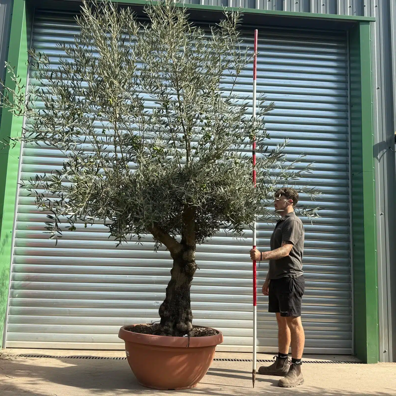 Olive Trees | Branched Olive Trees | 21802 1 Olive Trees | Branched Olive Trees | 21802
