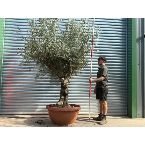 Olive Trees | Branched Olive Trees | 21803