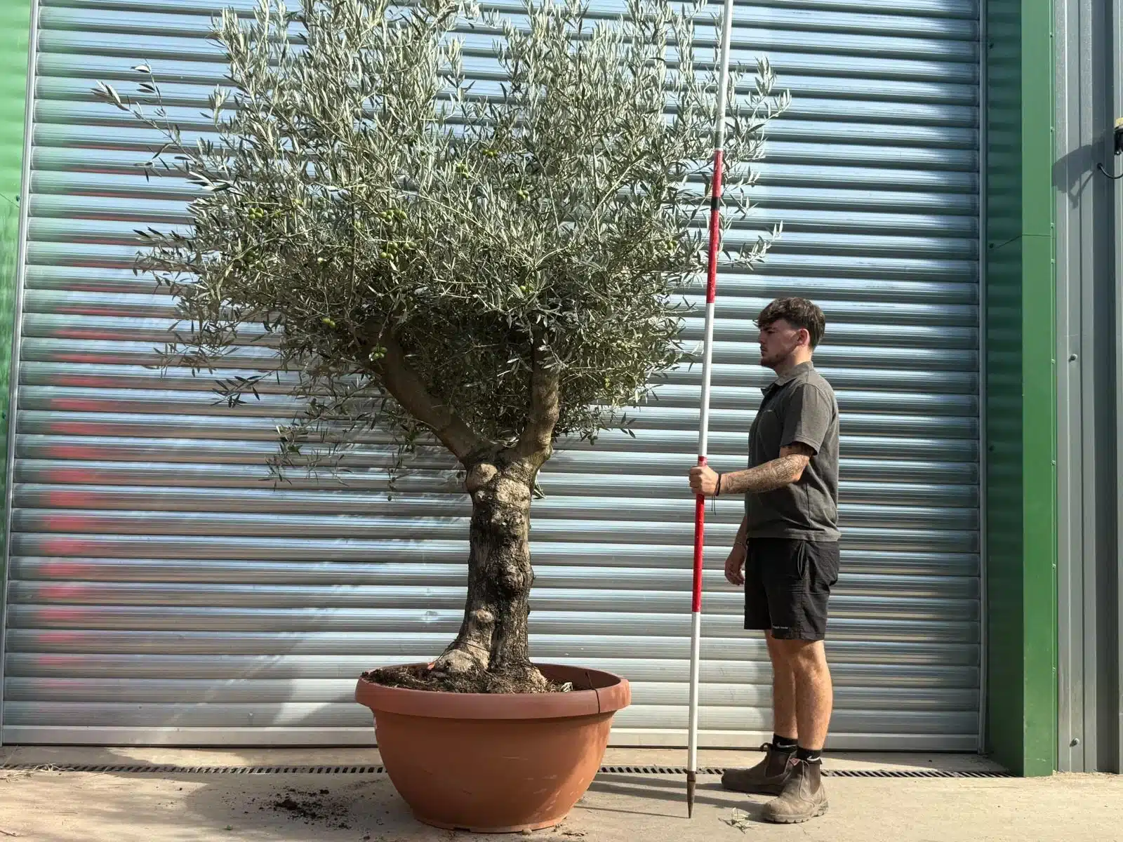 Olive Trees | Branched Olive Trees | 21803 1 Olive Trees | Branched Olive Trees | 21803