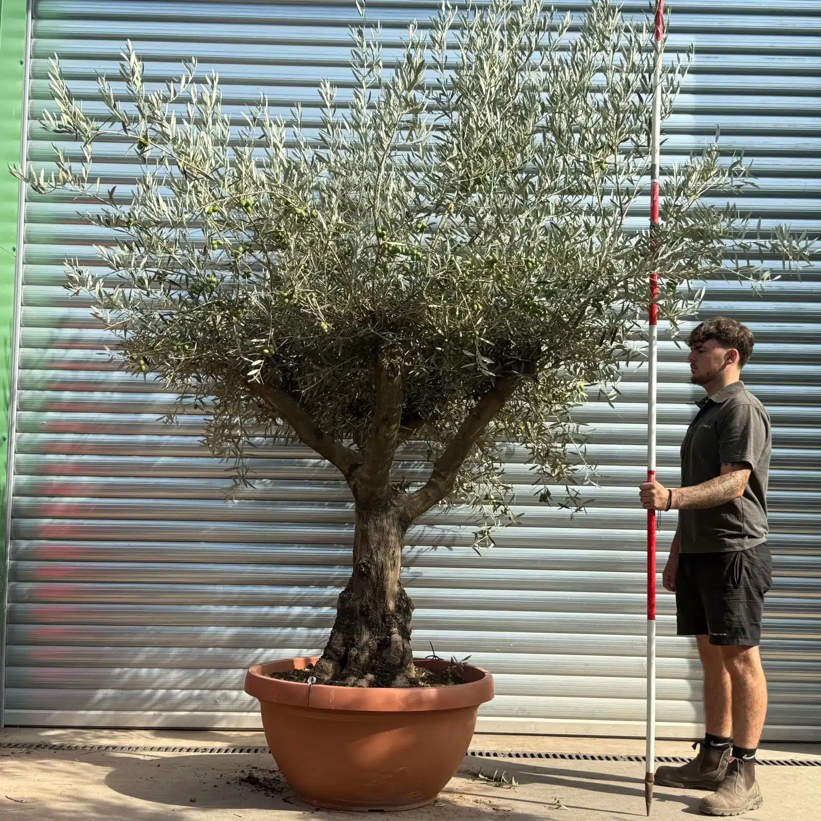 Olive Trees | Branched Olive Trees | 21804 1 Olive Trees | Branched Olive Trees | 21804