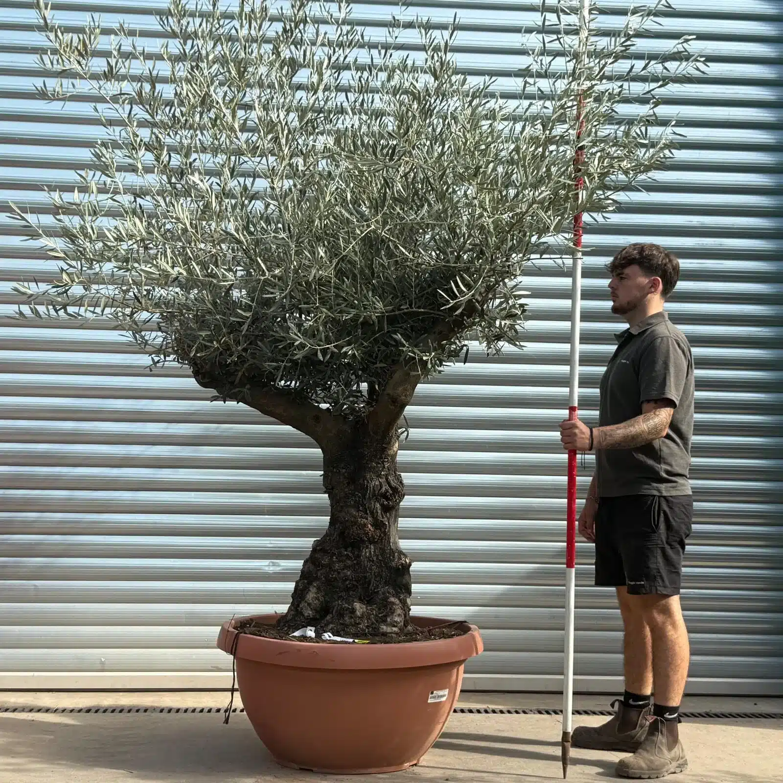 Olive Trees | Branched Olive Trees | 21805 1 Olive Trees | Branched Olive Trees | 21805
