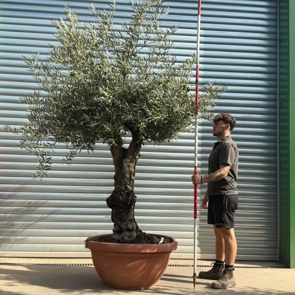 Olive Trees | Branched Olive Trees | 21806