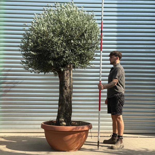 Olive Trees | Clipped Olive Trees | 21807