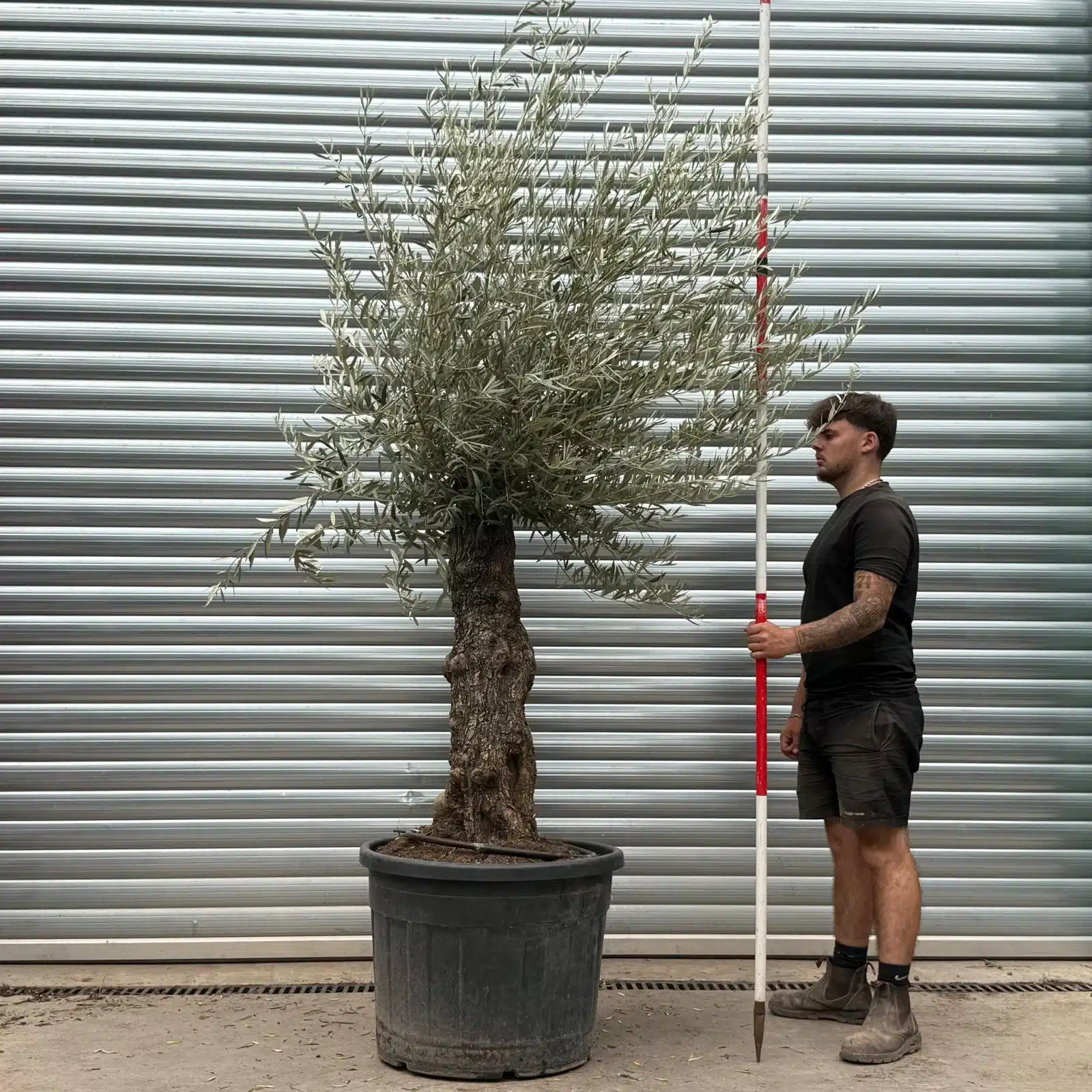 Olive Trees | Gnarly Olive Trees | 22480 1 Olive Trees | Gnarly Olive Trees | 22480