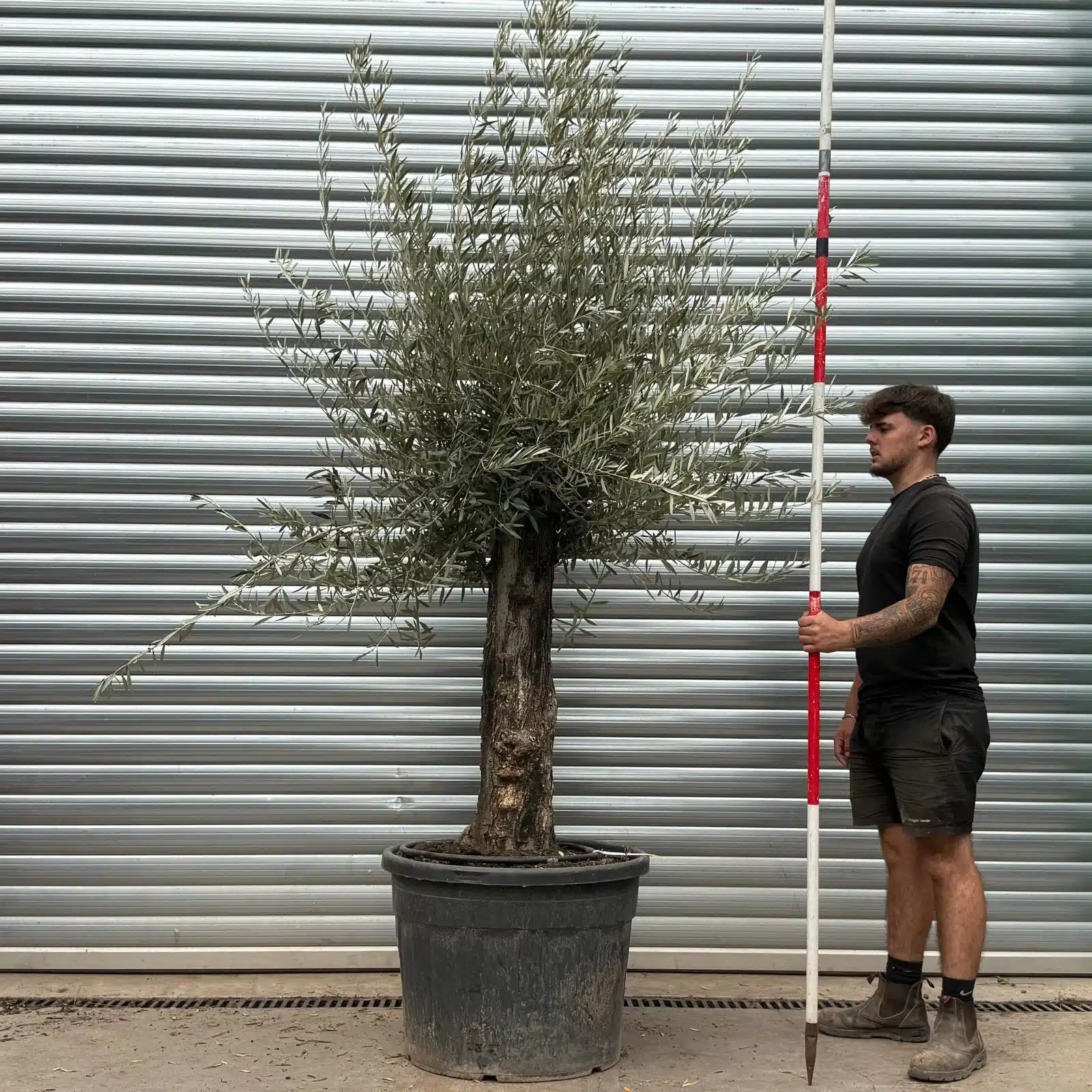 Olive Trees | Gnarly Olive Trees | 22481 1 Olive Trees | Gnarly Olive Trees | 22481