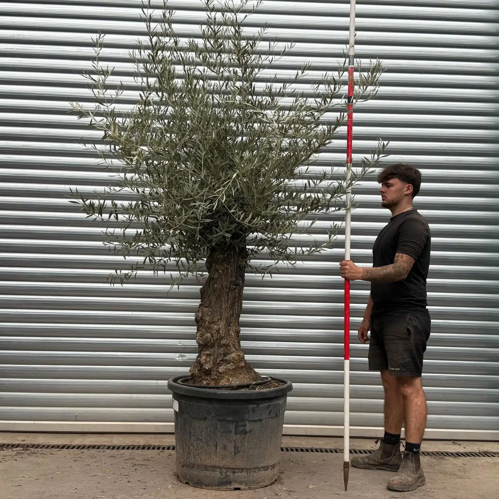 Olive Trees | Gnarly Olive Trees | 22482 1 Olive Trees | Gnarly Olive Trees | 22482